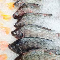 R404a Refrigerant Seafood Cold Room With Digital Control System Walk In Cooler Walk In Freezer Room