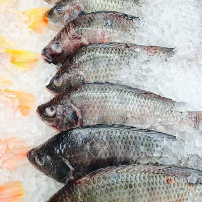 R404a Refrigerant Seafood Cold Room With Digital Control System Walk In Cooler Walk In Freezer Room